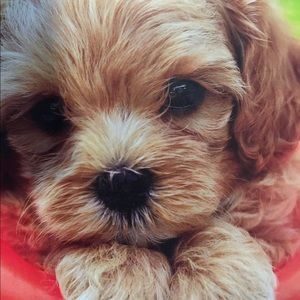 Meet your Posher, Brenda